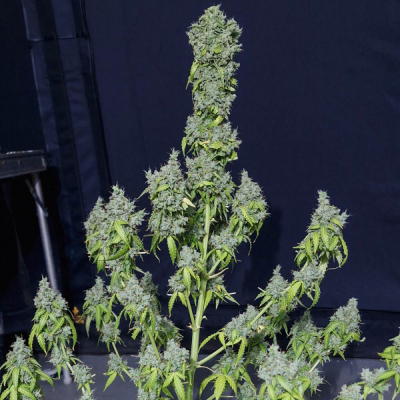 Magic Tree Auto