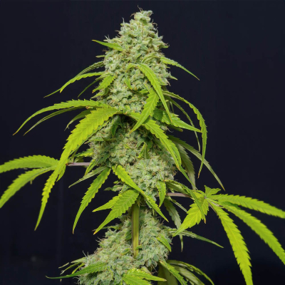 Orange Kush Auto