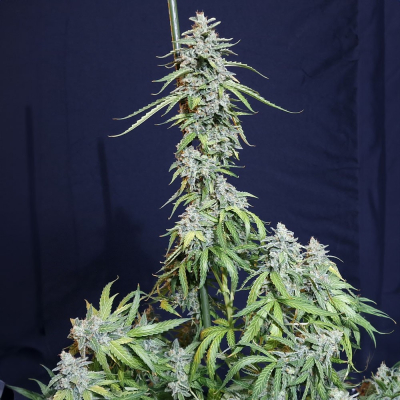 Super Watermelon Auto