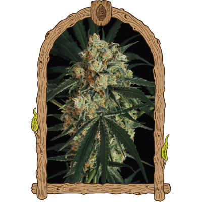Triple A (AAA) Auto