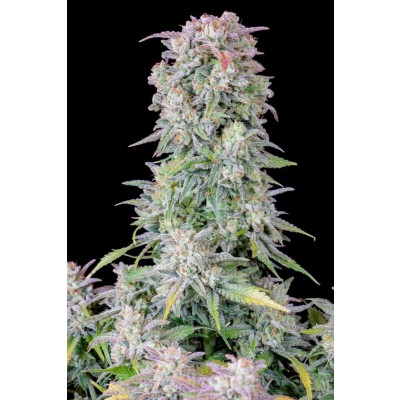 Original Afghan Kush Auto
