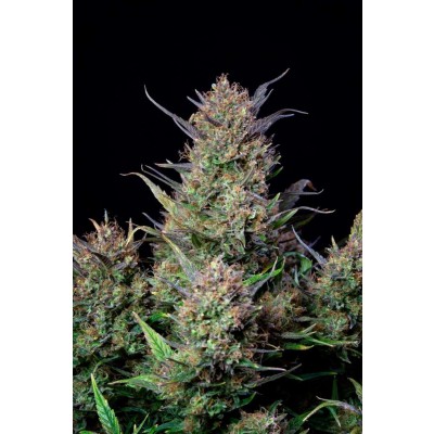 Bruce Banner Auto