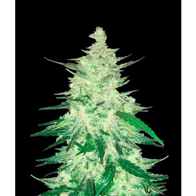 CBD Auto 1:1 (CBD Crack) Auto