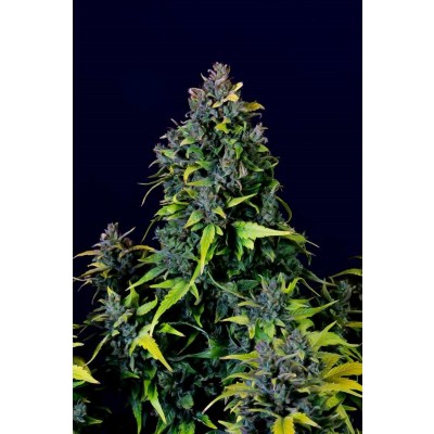CBD Auto 20:1 Auto