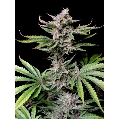 Cherry Cola Auto