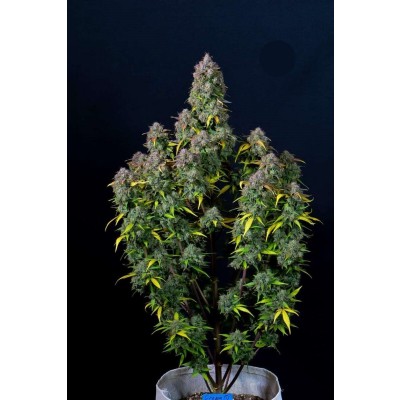 Cream Cookies Auto
