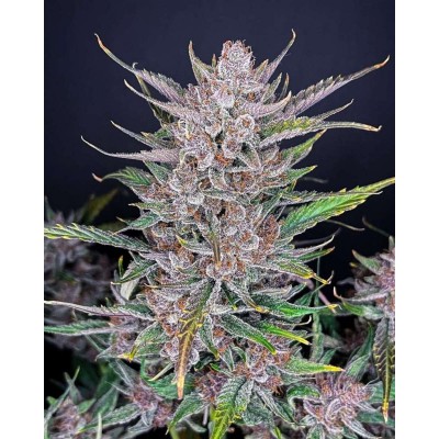 Gorilla Punch Auto