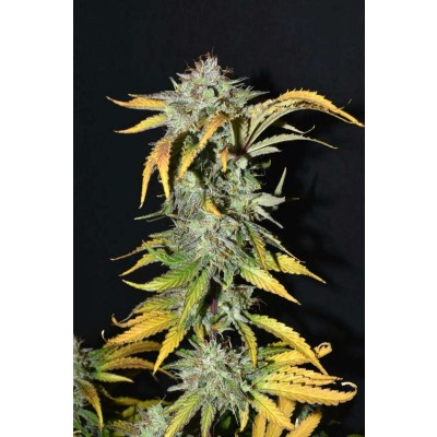 Grapefruit Auto
