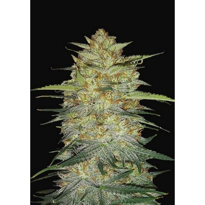 Original OG Kush Auto