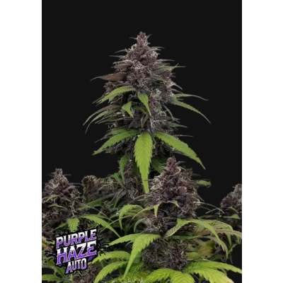 Purple Haze Auto