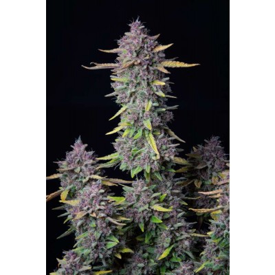 Purple Punch Auto
