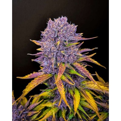 Purple Lemonade Auto