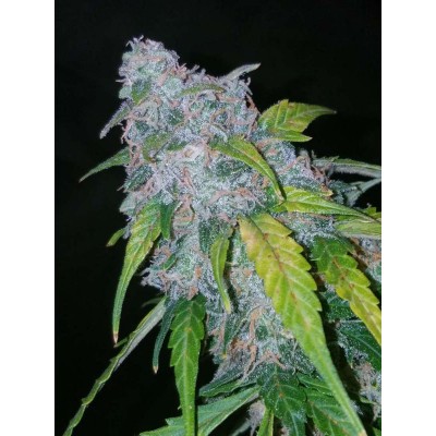 Six Shooter Auto