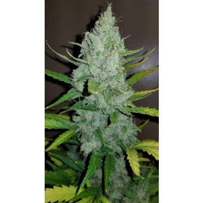 Original Sour Diesel Auto