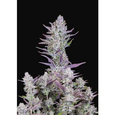 Wedding Glue Auto