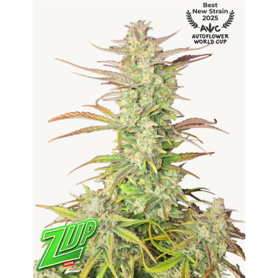 Z-Up Auto