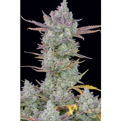 Gorilla Cookies Auto