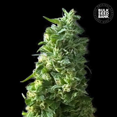 Lime Skunk Feminisiert