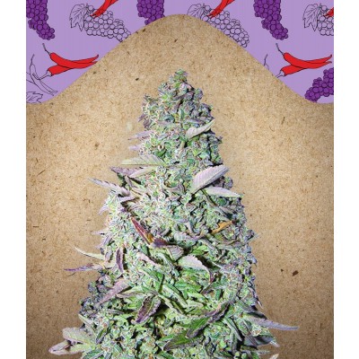 Purple Maroc Feminisiert
