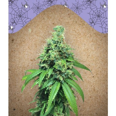 White Widow x Big Bud Feminisiert
