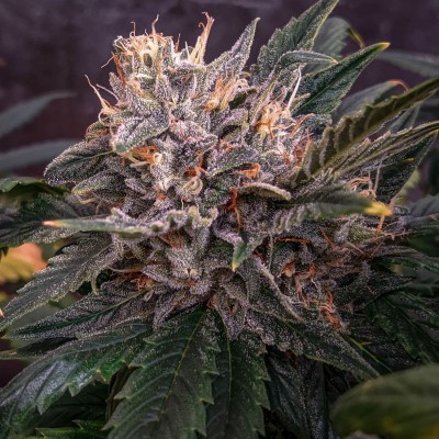 Forgotten Cookies Auto