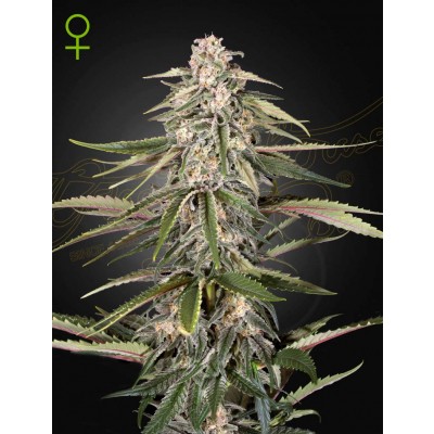Green-O-Matic Automatic