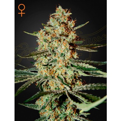 Himalaya Gold Feminisiert