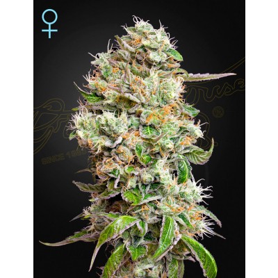 King's Kush CBD Automatic