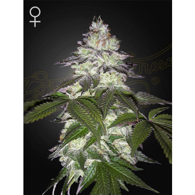Milky Dreams Feminisiert