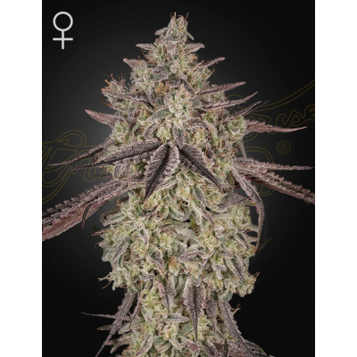 Skywalker Auto