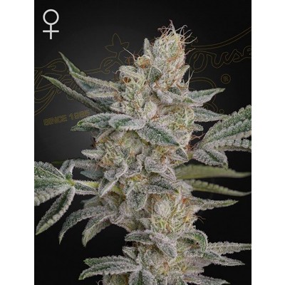 Super Lemon Haze x RS11 Feminisiert