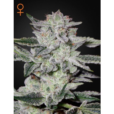 Sweet Valley Kush Feminisiert