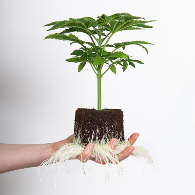 Durban Poison Fast Version Hanfsämling Seeds24 Originals