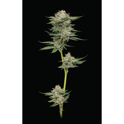 Durban Poison Auto