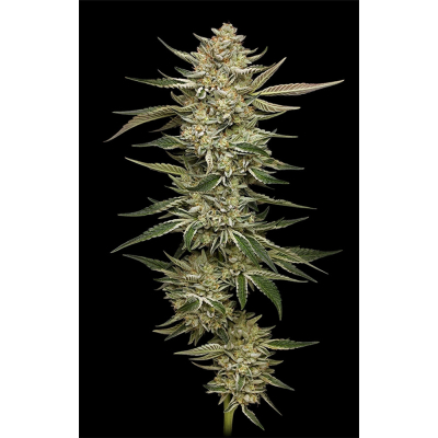 OG Triploid Auto