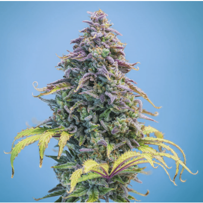 Aunt Ginny's Elixir CBD Auto