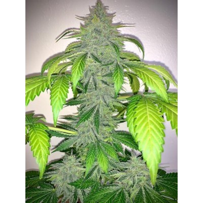 Deez Nuggs Auto