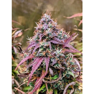 Grizzly Crinkle Auto