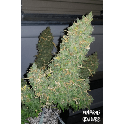 Heisenberg Special Auto
