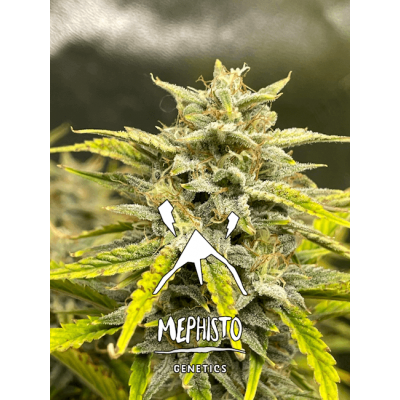Skystomper 2.0 Auto