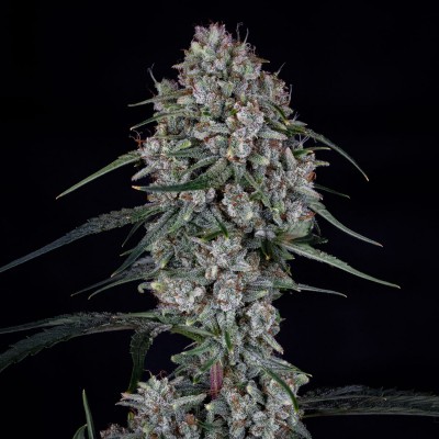Skywalker Auto