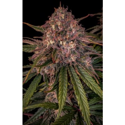 Sour Crinkle Auto