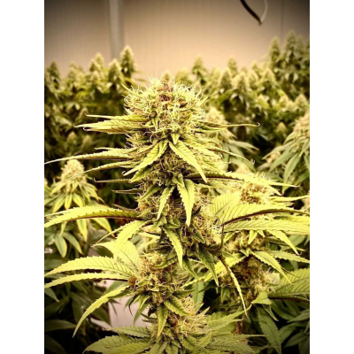 Ghandi CBD Feminisiert