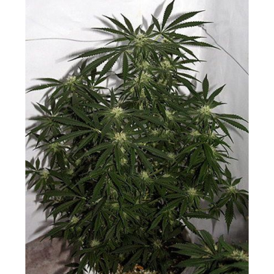 Early Skunk Haze Regulär
