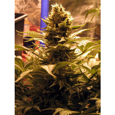 G13 Widow Regulär