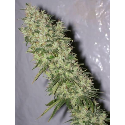 NL5 x Haze Regulär