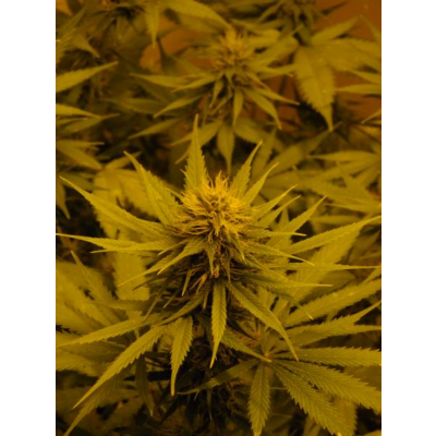 NL5 x Skunk Regulär