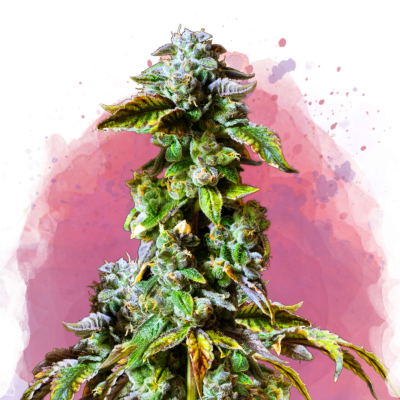 Durban Poison Feminisiert