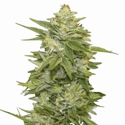 GG-48 Feminisiert