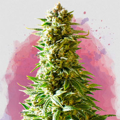 Northern Light Regular